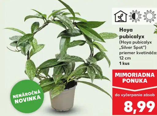 Hoya pubicalyx „Silver Spot“