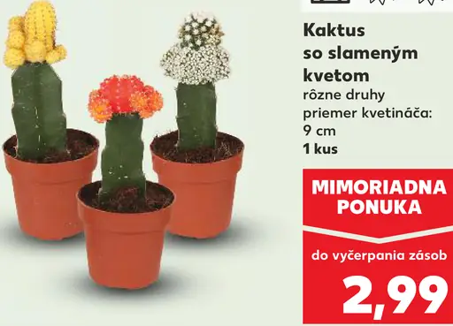 Kaktus so slamenným kvetom