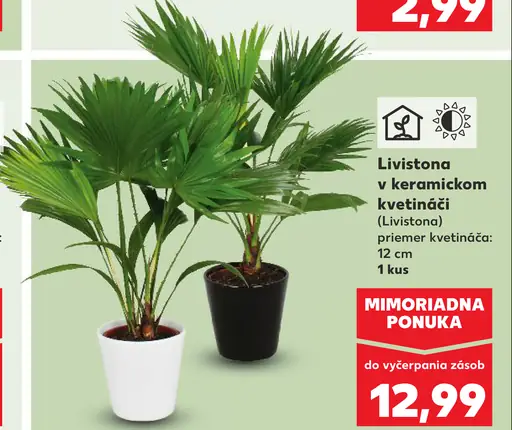 Livistona v keramickom kvetináči