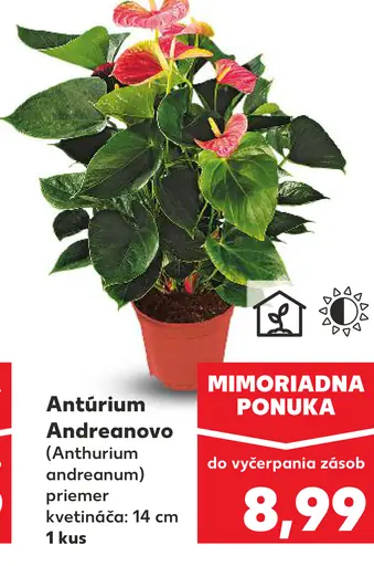 Antúrium Andraeanovo kvitnúca okrasná rastlina