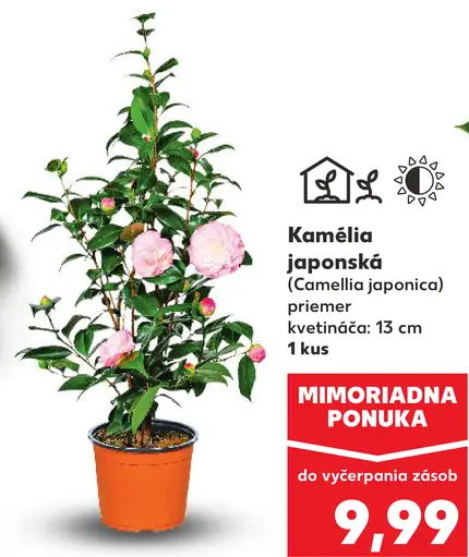 Kamélia japonská izbová rastlina