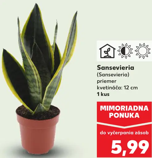 Sansevieria
