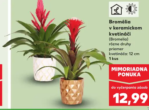 Bromélia v keramickom kvetináči