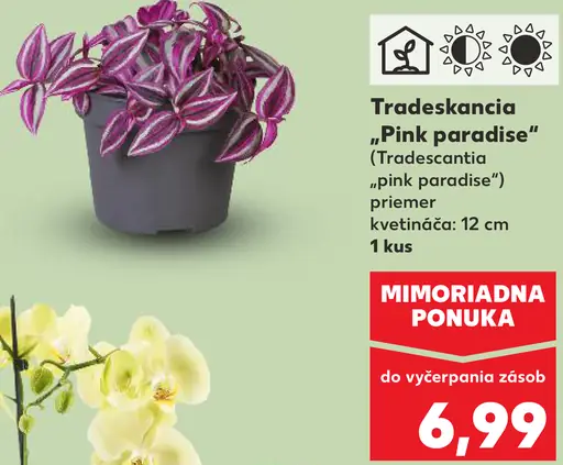 Tradeskancia Pink Paradise