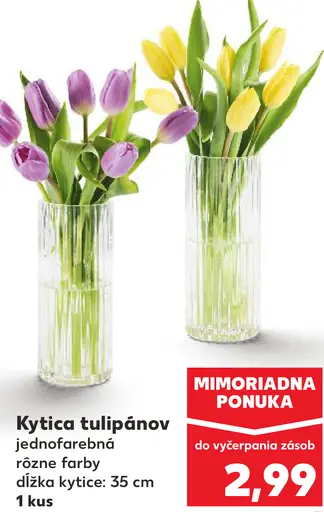 Kytica tulipánov jednofarebná