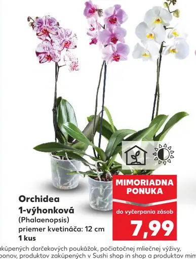 Orchidea 1-výhonková (Phalaenopsis)
