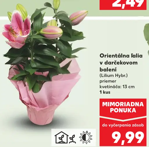 Orientálna ľalia v darčekovom balení