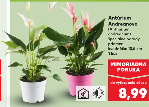 Antúrium Andreanovo v špeciálne dekorovanej nádobe