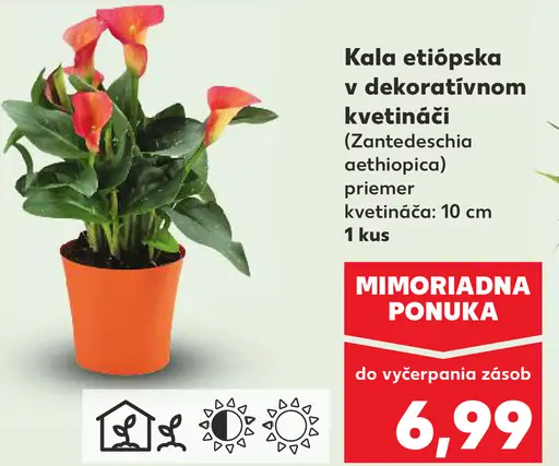 Kala etiópska v dekoratívnom kvetináči