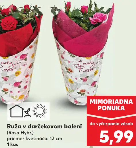 Ruža v darčekovom balení