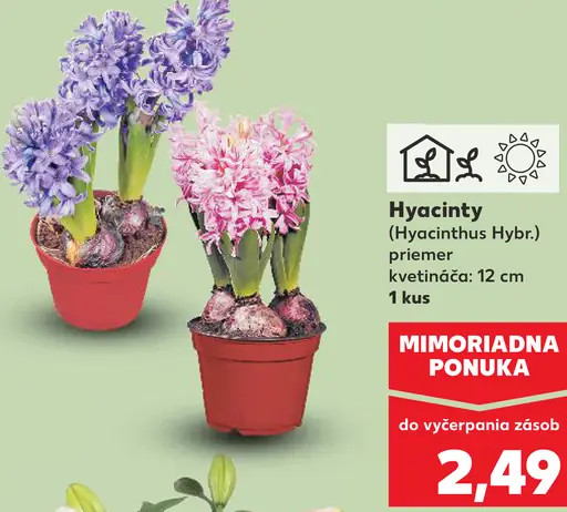 Hyacinty v kvetináči