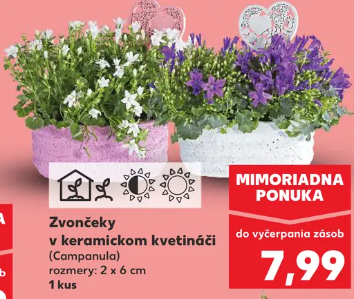 Zvonečky v keramickom kvetináči (Campanula)