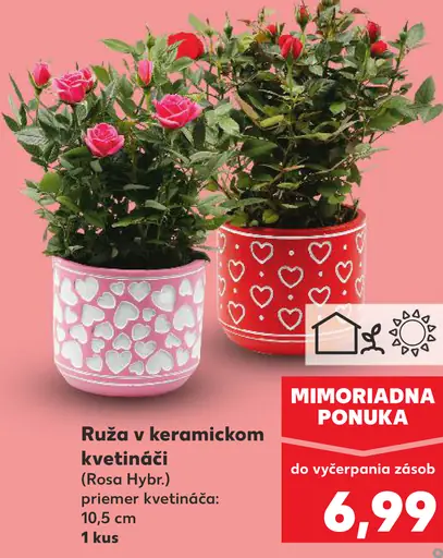 Ruža v keramickom kvetináči (Rosa Hybr.)