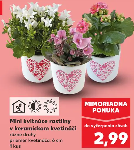 Mini kvitnúce rastliny v keramickom kvetináči