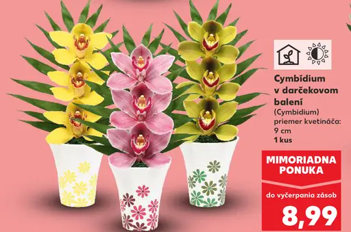 Cymbidium v darčekovom balení (Cymbidium)