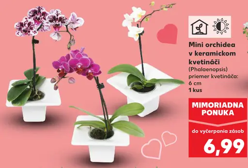 Mini orchidea v keramickom kvetináči