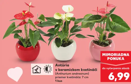 Antúria v keramickom kvetináči (Anthurium andraeanum)