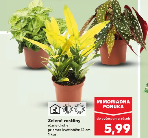 Zelené izbové rastliny