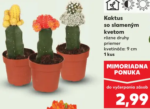 Kaktus so slamenným kvetom