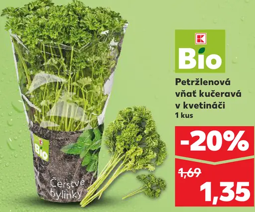 K-Bio petržlenová vňať kučeravá v kvetináči