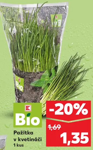 K-Bio pažítka v kvetináči