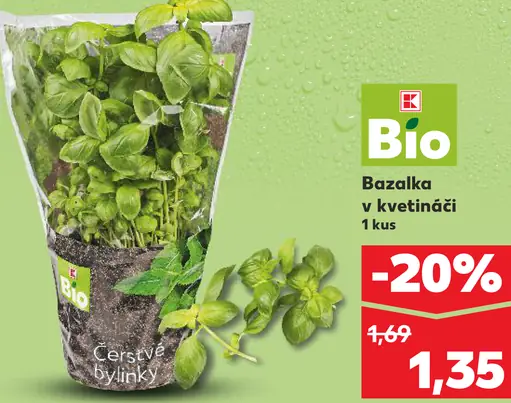K-Bio bazalka v kvetináči