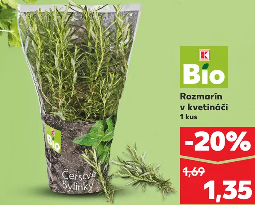 K-Bio rozmarín v kvetináči