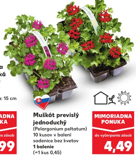 Muškát previslý jednoduchý sadenice bez kvetov v kvetináči