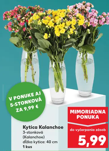 Kytica Kalanchoe kvitnúca izbová rastlina