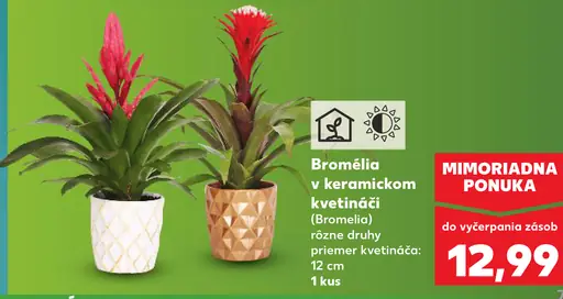 Bromélia v keramickom kvetináči