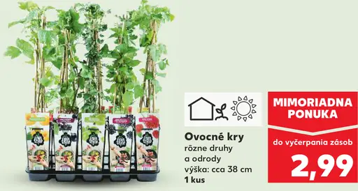 Ovocné kry ovocné rastliny v kvetináči