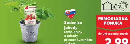Sadenica jahody ovocná rastlina v kvetináči