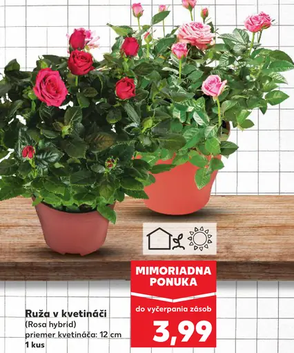 Ruža v kvetináči (Rosa hybrida)
