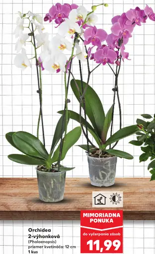 Orchidea phalaenopsis 2-výhonková