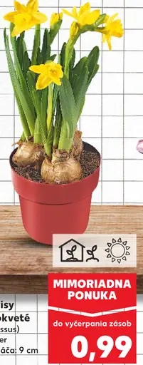 Narcisy malokveté v črepníku