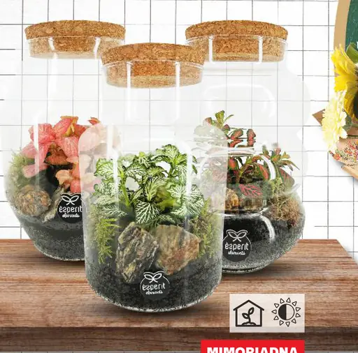 Zelené rastliny v sklenenom teráriu