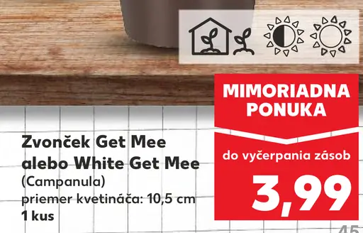 Zvonec Get Mee alebo White Get Mee v kvetináči