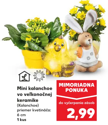 Mini kalanchoe vo veľkonočnej keramike