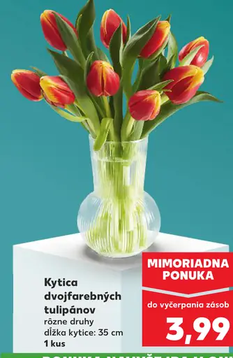 Kytica dvojfarebných tulipánov