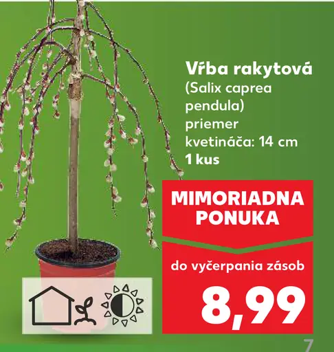 Vŕba rakyto­vá okrasný stromček