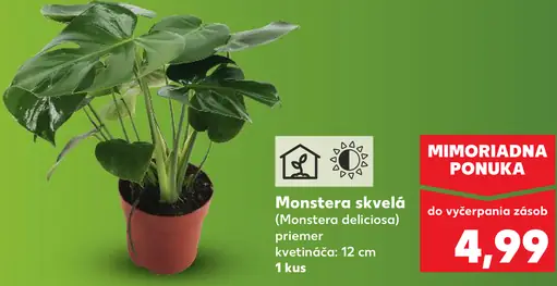 Monstera skvelá izbová rastlina