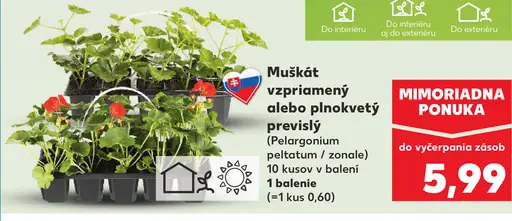 Muškát vzpriamený alebo plnokvetý previslý