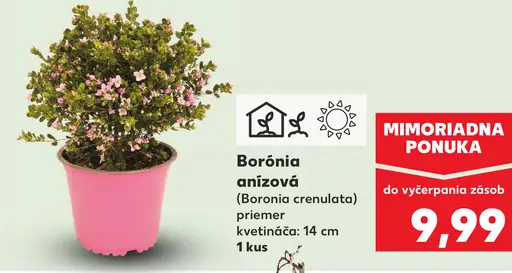 Borónia anízová okrasná rastlina v kvetináči