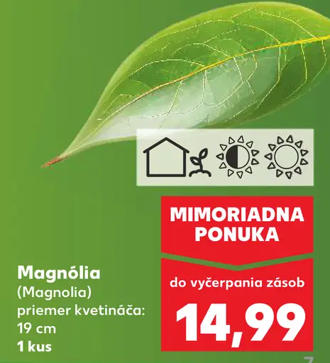 Magnólia v kvetináči