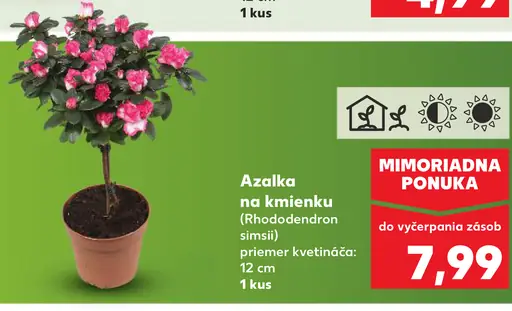 Azalka v kvetináči