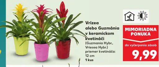 Vrízea alebo Guzmánia v keramickom kvetináči