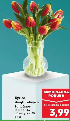 Kytica dvojfarebných tulipánov