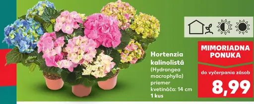 Hortenzia kalinolistá črepníkový kvet