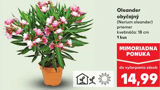 Oleander obyčajný črepníkový ker