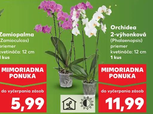 Zamioplalma izbová rastlina